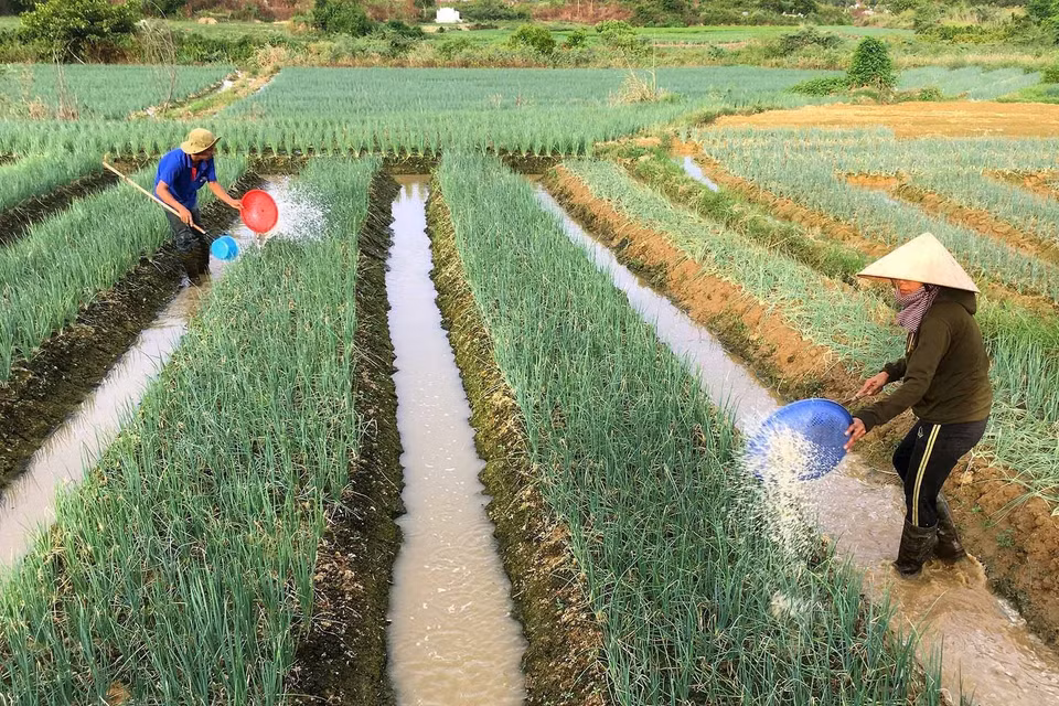 Hành lá được xác định là một trong những cây trồng chủ lực ở Thừa Thiên-Huế, với diện tích hiện có trên 400 ha, được trồng quanh năm, thích hợp trên nhiều loại đất, giá bán và đầu ra ổn định, cho thu nhập trên 300 triệu đồng/ha/năm, giúp cho nhiều hộ nông dân thoát nghèo và làm giàu. (Ảnh: Hồ Cầu/TTXVN)