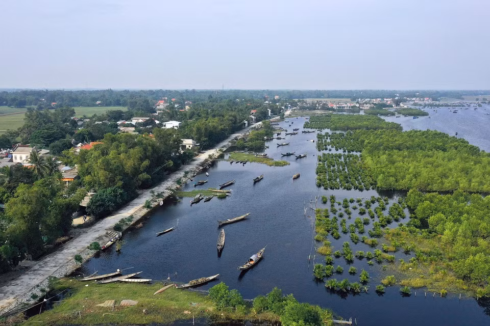 Rừng ngập mặn như những bức bình phong bảo vệ an toàn cho thuyền bè neo đậu và nhà cửa của người dân phía trong đầm phá Tam Giang ở khu vực xã Quảng Lợi, huyện Quảng Điền. (Ảnh: Hồ Cầu/TTXVN)