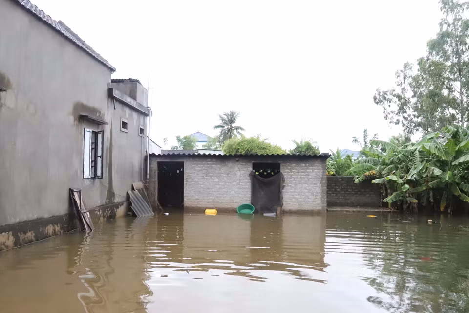 Khu vực chăn nuôi gia súc, gia cầm của người dân Diễn Châu (Nghệ An) bị ngập lụt nặng, phải chuyển vật nuôi đi nơi khác. (Ảnh: Xuân Tiến/TTXVN)