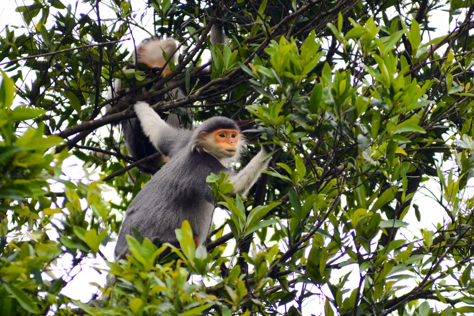 Loài Voọc chà vá chân nâu được bảo tồn, sinh trưởng tại bán đảo Sơn Trà. (Ảnh: Văn Dũng/TTXVN)