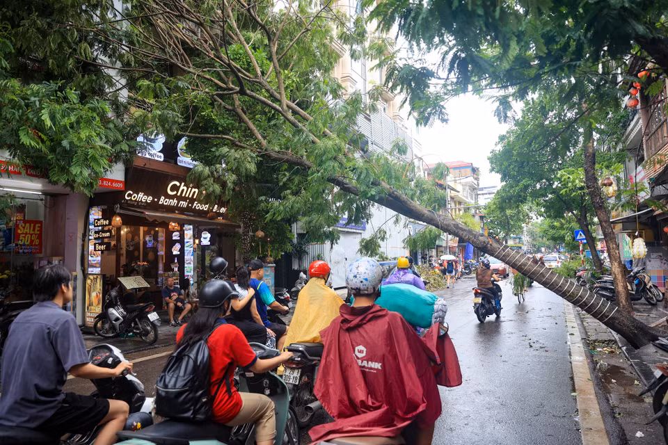 Tuy nhiên, một số khu vực khác có những cây đã nghiêng ngả nhưng vẫn có các hoạt động kinh doanh khi cây đổ lơ lửng ngay trên đầu. (Ảnh: Hoài Nam/Vietnam+)