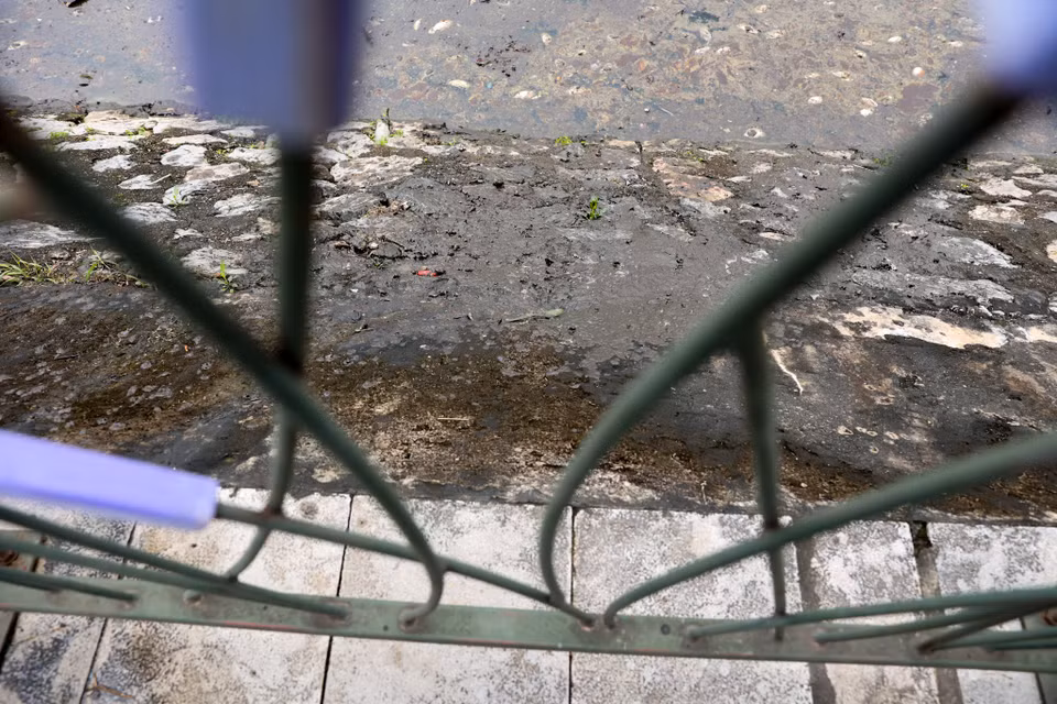Cá chết trong tình trạng phân hủy trôi dạt về góc hồ gần khu vực vườn cỏ ba lá và vườn mặt trăng. (Ảnh: Hoài Nam/Vietnam+)
