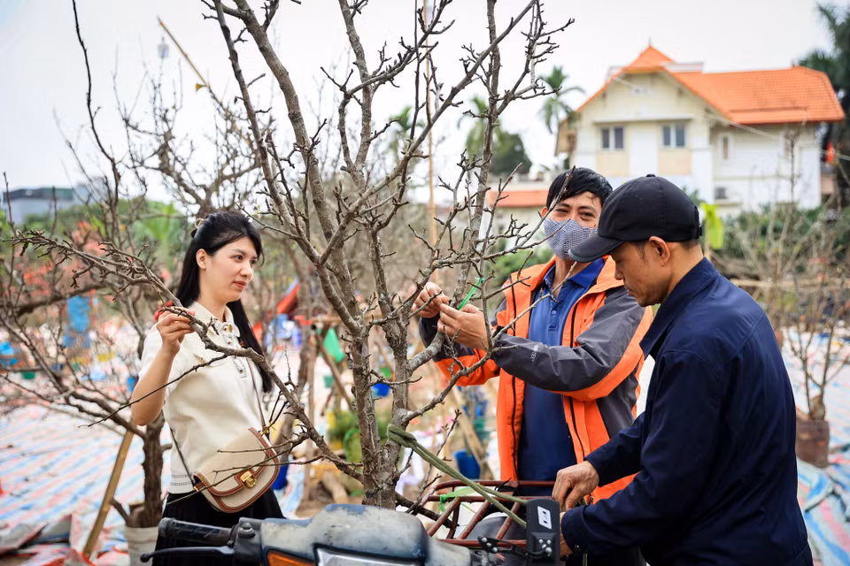 Để sở hữu loài hoa độc đáo của núi rừng này, nhiều người đã sẵn sàng chi tiền triệu để mua một cành về trưng tại nhà. (Ảnh: Hoài Nam/Vietnam+)