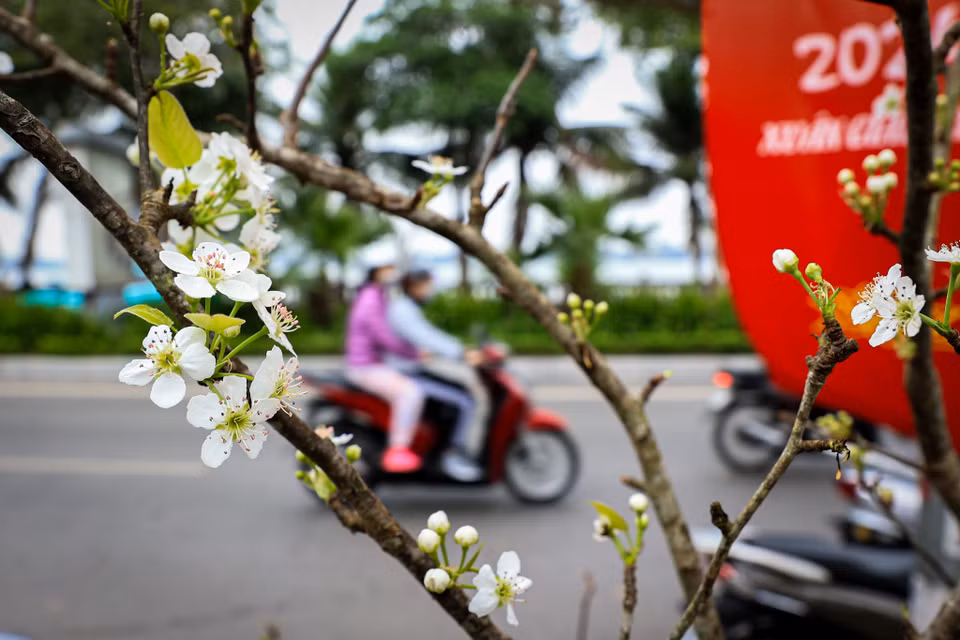 Theo các tiểu thương ở đây cho biết, hoa lê rừng được mang về từ các tỉnh như Hà Giang, Lạng Sơn, Cao Bằng, Lào Cai… (Ảnh: Hoài Nam/Vietnam+)
