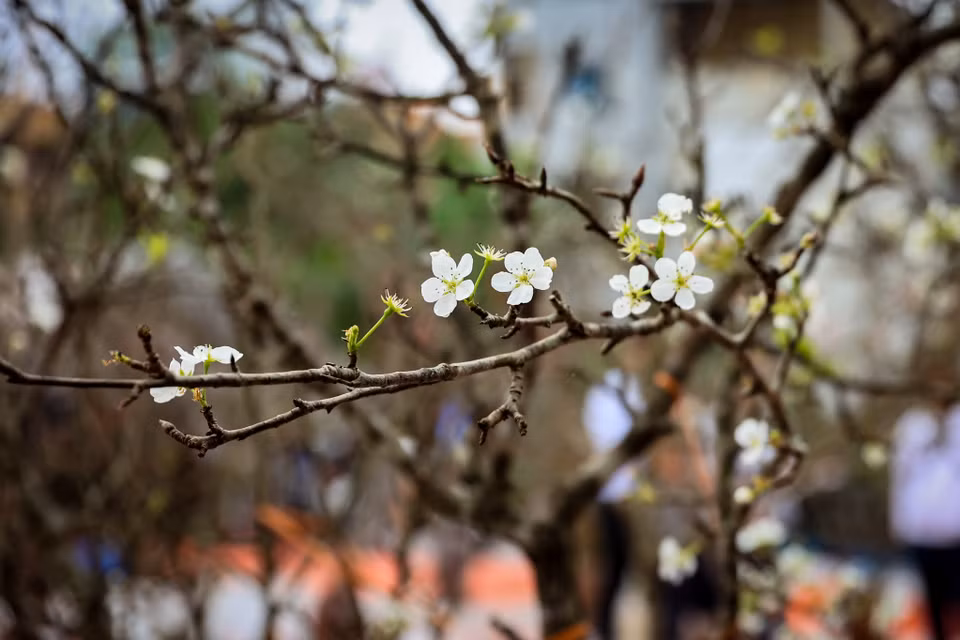 Hoa lê rừng Tây Bắc được khá nhiều người tìm mua dùng để trang trí cho ngôi nhà của mình thêm đầm ấm, hạnh phúc. (Ảnh: Hoài Nam/Vietnam+)