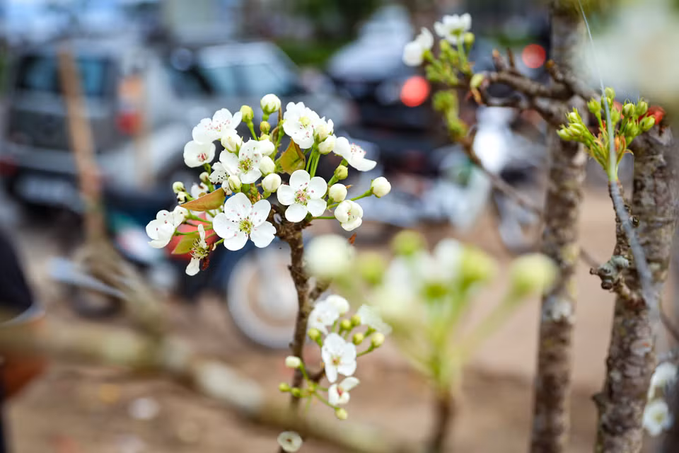 Những cành hoa lê nở bung trắng muốt, mang vẻ đẹp của núi rừng đến với người dân Thủ đô. (Ảnh: Hoài Nam/Vietnam+)