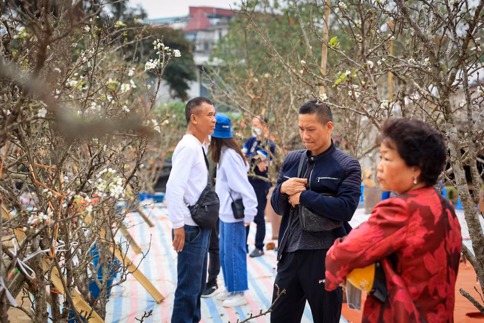 Một vài năm gần đây, những cành lê rừng được nhiều thương lái mang về Thủ đô được nhiều người ưa chuộng.