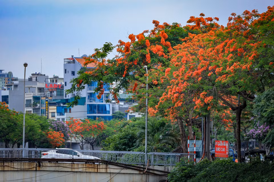 Nếu như bằng lăng mang đến sắc tím lãng mạn cho phố phường Hà Nội, hoa phượng lại "thắp lửa" rạng rỡ bằng những chùm hoa đỏ rực dưới nắng Hè. (Ảnh: Hoài Nam/Vietnam+)