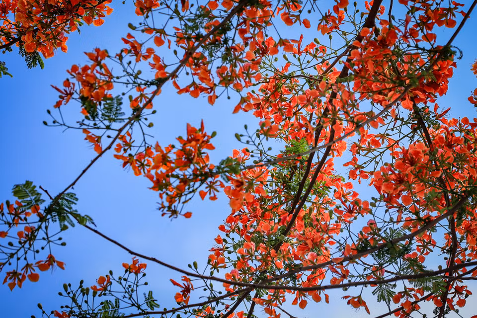 Hoa Phượng đỏ rực một màu đầy sức sống, khiến cho lòng người không khỏi náo nức khi đi dưới tán cây hay ngắm nhìn cả một vùng trời trong sắc hoa. (Ảnh: Hoài Nam/Vietnam+)