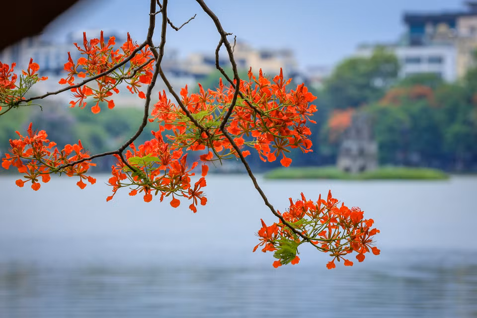 Sắc hoa phượng trên Hồ Hoàn Kiếm. (Ảnh: Hoài Nam/Vietnam+)
