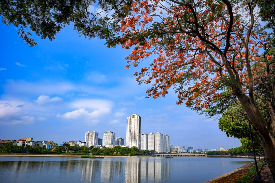 Hoa phượng thắp những “chùm lửa” lên bầu trời xanh ngắt bên bờ hồ Linh Đàm. (Ảnh: Hoài Nam/Vietnam+)