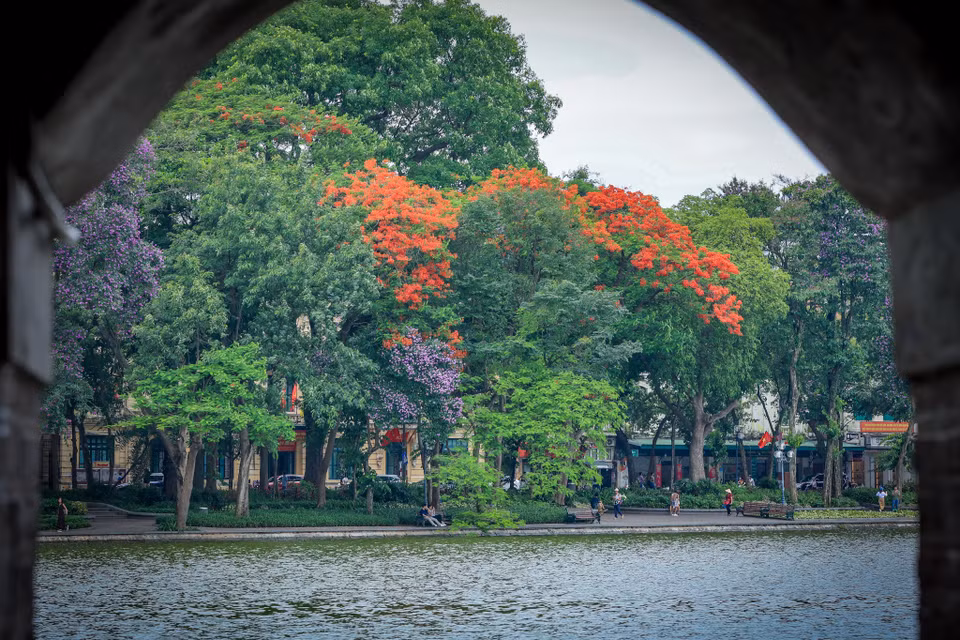 Tiến về phía trung tâm Thủ đô, những “gã phượng già” vẫn cần mẫn cống hiến sắc hoa tô điểm thêm cho vẻ đẹp của Hồ Gươm mỗi khi Hè đến. (Ảnh: Hoài Nam/Vietnam+)