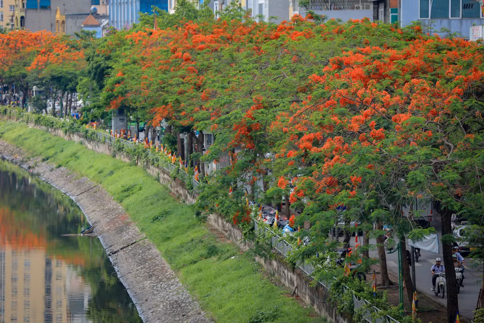 Rời cửa ngõ phía Nam Thủ đô, dọc theo bờ sông Tô Lịch, dãy phượng bên bờ đang đua nhau cống hiến cho đời những chùm hoa rực rỡ nhất. (Ảnh: Hoài Nam/Vietnam+)