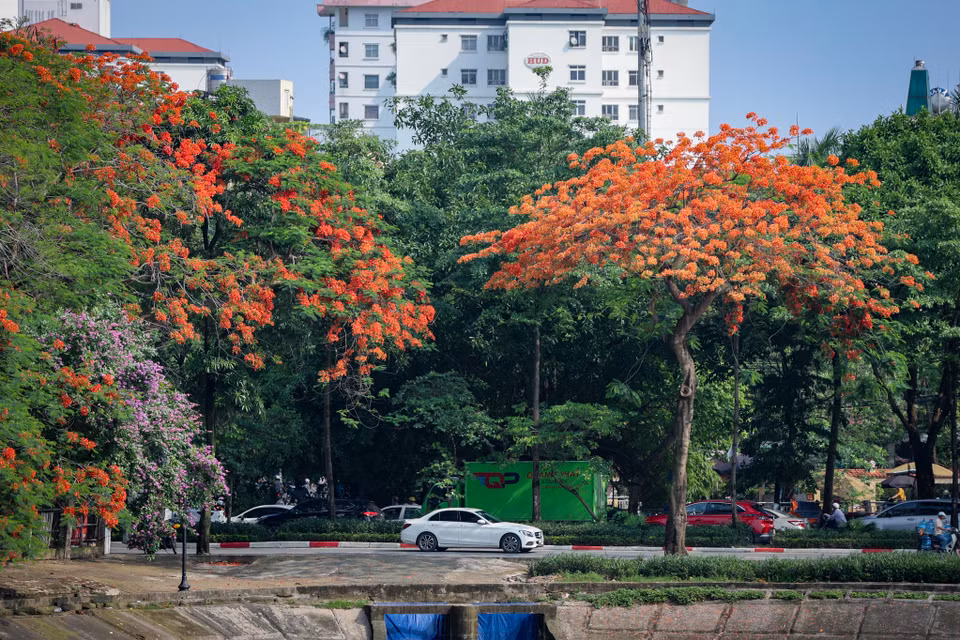 Những ngày Tháng 5 này, đi trên một số tuyến đường ven hồ Linh Đàm, sông Tô Lịch hay Hồ Gươm ta dễ dàng bắt gặp màu đỏ rực rỡ của những cánh phượng đang bung nở. (Ảnh: Hoài Nam/Vietnam+)