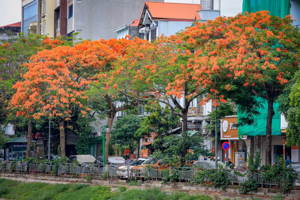 Hàng phượng vĩ khoe sắc dọc đường Quan Hoa (Cầu Giấy, Hà Nội). (Ảnh: Hoài Nam/Vietnam+)