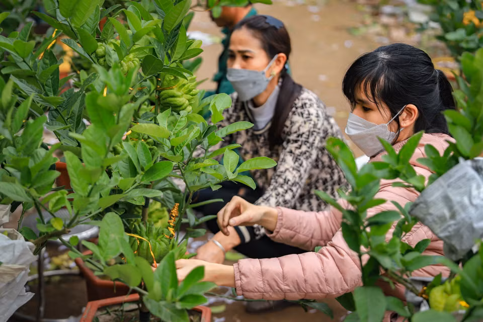 Những ngày này, nhà vườn trồng phật thủ bonsai của anh Tạ Tùy Duy (Đắc Sở, Hoài Đức, Hà Nội) đang gấp rút hoàn thiện những đơn hàng để bán dịp Tết Nguyên đán 2023. (Ảnh: Hoài Nam/Vietnam+)