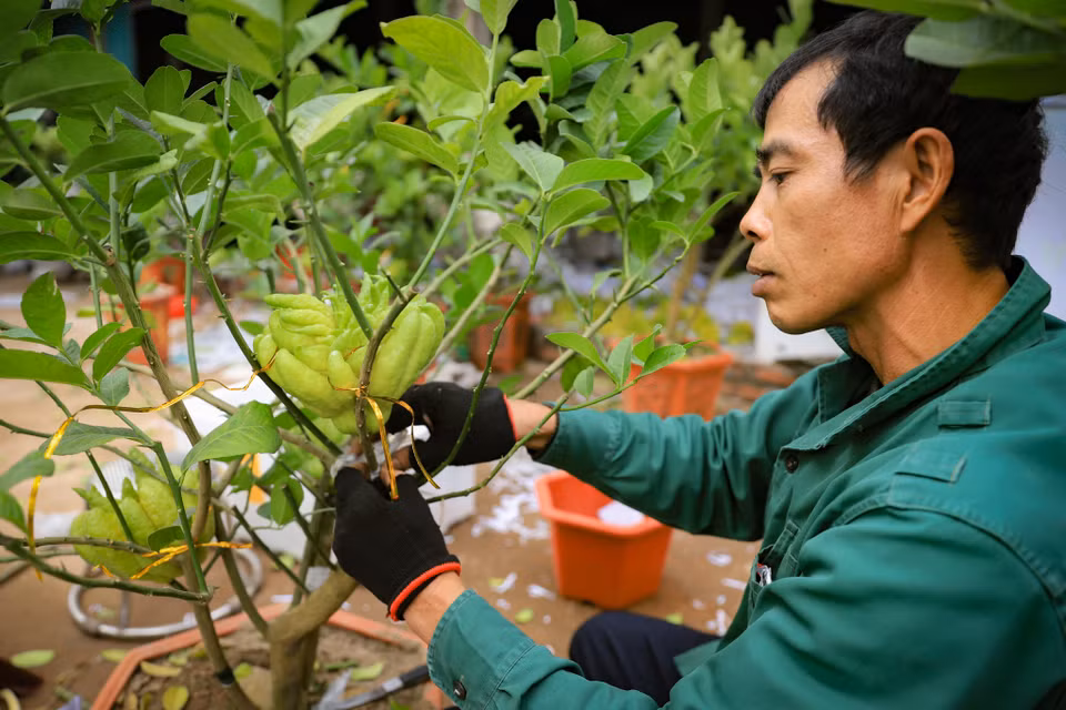 Từ công đoạn trồng cây vào chậu cho tới cấy ghép quả đều phải thật chi tiết, cẩn thận. Ghép quả sao cho vị trí phù hợp, cây giữ được quả và mỗi cây nên ghép bao nhiêu quả. (Ảnh: Hoài Nam/Vietnam+)