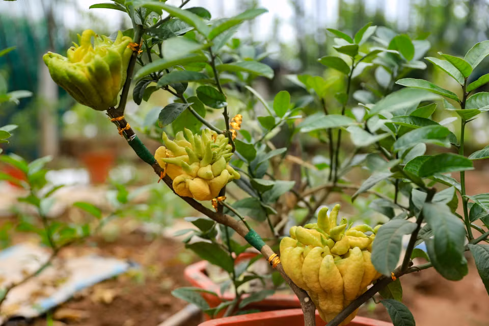 Từ loài quả của cây này mà các chủ vườn đã tự thiết kế trồng trong chậu và cấy ghép quả thành những cây bonsai đẹp có giá cả ‘bạc triệu,’ và đã trở thành thú chơi của nhiều gia đình trong dịp Tết cổ truyền Việt Nam. (Ảnh: Hoài Nam/Vietnam+)
