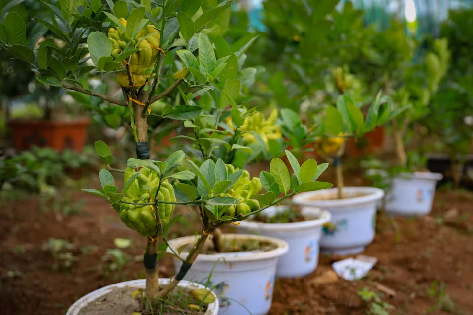 Theo anh Duy chia sẻ gia đình anh hầu như bán buôn, bán lẻ là chủ yếu. Những đơn hàng phật thủ ở xa sẽ hỗ trợ gửi xe ôtô nhưng vẫn luôn đảm bảo chất lượng cây cho khách vào dịp Tết Nguyên đán 2023. (Ảnh: Hoài Nam/Vietnam+)
