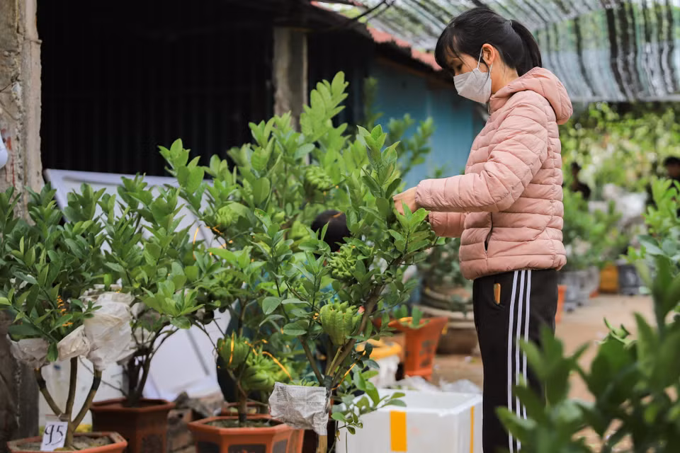 Năm nay vườn nhà anh Duy ghép khoảng 400 cây phật thủ bonsai các loại, hiện anh đã bán được hơn một nửa và dự kiến tiêu thụ hết số hàng trước ngày ông Táo. (Ảnh: Hoài Nam/Vietnam+)