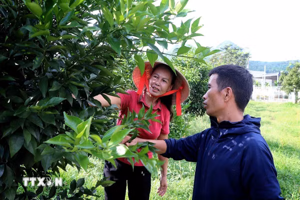Phú Thọ: Đặt mục tiêu đạt chuẩn nông thôn mới nhờ ứng dụng công nghệ cao