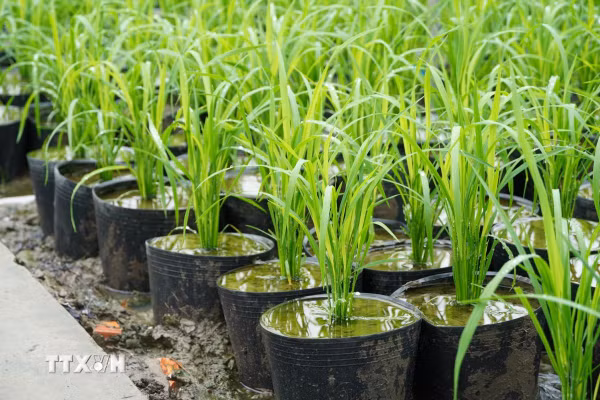 Cần Thơ chuẩn bị 25.000 chậu lúa phục vụ Festival lúa gạo quốc tế