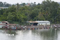 Các hộ dân nuôi cá tự phát trên sông Cái (nhánh của sông Đồng Nai) thuộc phường Trấn Biên, thành phố Đồng Nai gây ảnh hưởng đến dòng chảy và ô nhiễm môi trường. (Ảnh: Lê Xuân/TTXVN)
