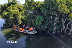 Rừng ngập mặn xanh mát dọc theo sông Kinh, sông Bài Ca của xã Tịnh Khê. (Ảnh: Đinh Hương/TTXVN)