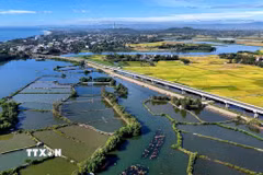 Hiện khu vực này vẫn còn tồn tại nhiều hồ nuôi tôm, xã Tịnh Khê định hướng sẽ tuyên truyền, vận động người dân tiếp tục trồng mới diện tích rừng ngập mặn. (Ảnh: Đinh Hương/TTXVN)