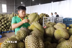 Sầu riêng được kiểm tra, phân loại theo tiêu chuẩn chất lượng tại kho của một doanh nghiệp trên địa bàn tỉnh Lâm Đồng phục vụ xuất khẩu. (Ảnh: Nguyễn Huy Thành/TTXVN)