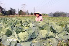Người dân Vị Xuyên (Tuyên Quang) ra đồng, chăm sóc những ruộng rau phục vụ đời sống. (Ảnh: Đức Thọ/TTXVN)