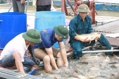 Các nông dân trong Hợp tác xã thu hoạch cá. (Ảnh: Thái Hùng/TTXVN)