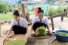 Chuẩn bị cốm cho lễ cúng "Mừng Cơm mới" (Ảnh: TTXVN)