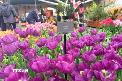 Hoa tulip - “sứ giả mùa Xuân” thúc đẩy kinh tế và du lịch Hà Lan