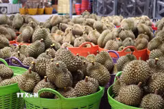 Sầu riêng có mã số vùng trồng được thu mua vào nhà máy sơ chế trước khi được dán tem xuất khẩu chính ngạch. (Ảnh: Kha Phạm/TTXVN) 