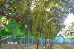 Những chùm nho hữu cơ trĩu quả của Hợp tác xã Nông nghiệp Thịnh Hồng, xã Đông Lộc cho năng suất cao. (Ảnh: Bích Huệ/TTXVN)