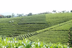 Chiêm ngưỡng những đồi chè đẹp nức tiếng ở Thái Nguyên