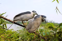 Trong những tháng cuối năm, thời tiết thay đổi cũng là lúc các loài chim tự nhiên hành trình di cư. Tranh thủ thời điểm chim trời trên các cánh đồng và vùng ven biển, tình trạng giăng bẫy tận diệt vẫn lén lút diễn ra. (Ảnh: Xuân Tiến/TTXVN)
