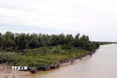 Vườn quốc gia Xuân Thủy là vùng rừng ngập nước quý giá ở cửa sông Hồng. (Ảnh: Thái Thuần/TTXVN)