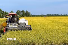 Nông dân thu hoạch lúa Đông Xuân. (Ảnh: TTXVN phát)