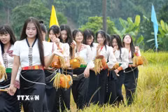 Các thiếu nữ mang lúa từ ruộng về sau khi cắt xong. (Ảnh: Nguyễn Oanh/TTXVN)