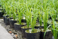 Tính đến thời điểm hiện tại,Trại thực nghiệm 1 đã hoàn thành cấy khoảng 21.300 chậu lúa. (Ảnh: Thu Hiền/TTXVN)