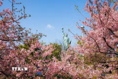 Nhật Bản: Hoa anh đào Kawazu khoe sắc tại Tokyo