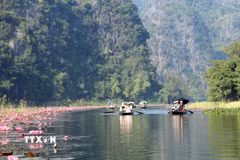 Hoa súng uốn lượn hai bên bờ sông Ngô Đồng tại Khu du lịch Tam Cốc tỉnh Ninh Bình khiến du khách rất thích thú. (Ảnh: Thùy Dung/TTXVN)