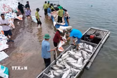 Nhiều hộ nuôi cá trên hồ Trị An mất trắng do cá chết. (Ảnh: Lê Xuân/TTXVN)