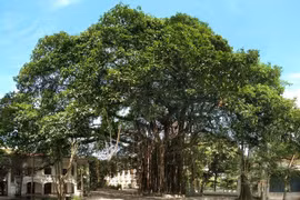 Với “Tán đa,” những trải nghiệm văn hóa-nghệ thuật được đặt vào một không gian mở, thân thuộc và dễ dàng tiếp cận ngay giữa trung tâm Hà Nội. (Ảnh: BND)
