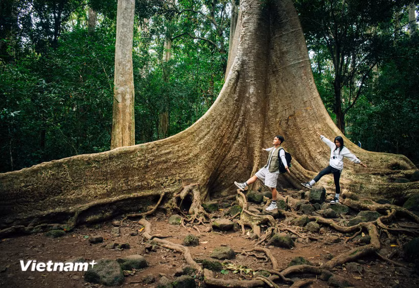 Du khách khám phá Vườn quốc gia Nam Cát Tiên. (Ảnh: Vương Công Nam/Vietnam+)