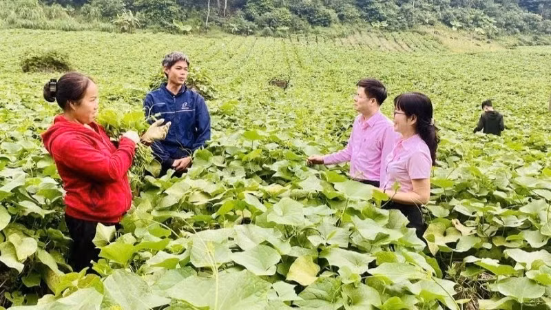 Cán bộ tín dụng của Ngân hàng Chính sách xã hội tỉnh Phú Thọ hướng dẫn người dân sử dụng vốn vay đầu tư đúng mục đích, hiệu quả. (Ảnh: Vietnam+)