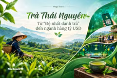 Trà Thái Nguyên: Từ "Đệ nhất danh trà" đến ngành hàng tỷ USD 