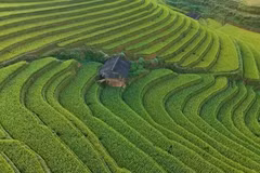 Mù Cang Chải vào mùa đẹp 'mê hồn': Ruộng bậc thang chuyển sắc vàng 